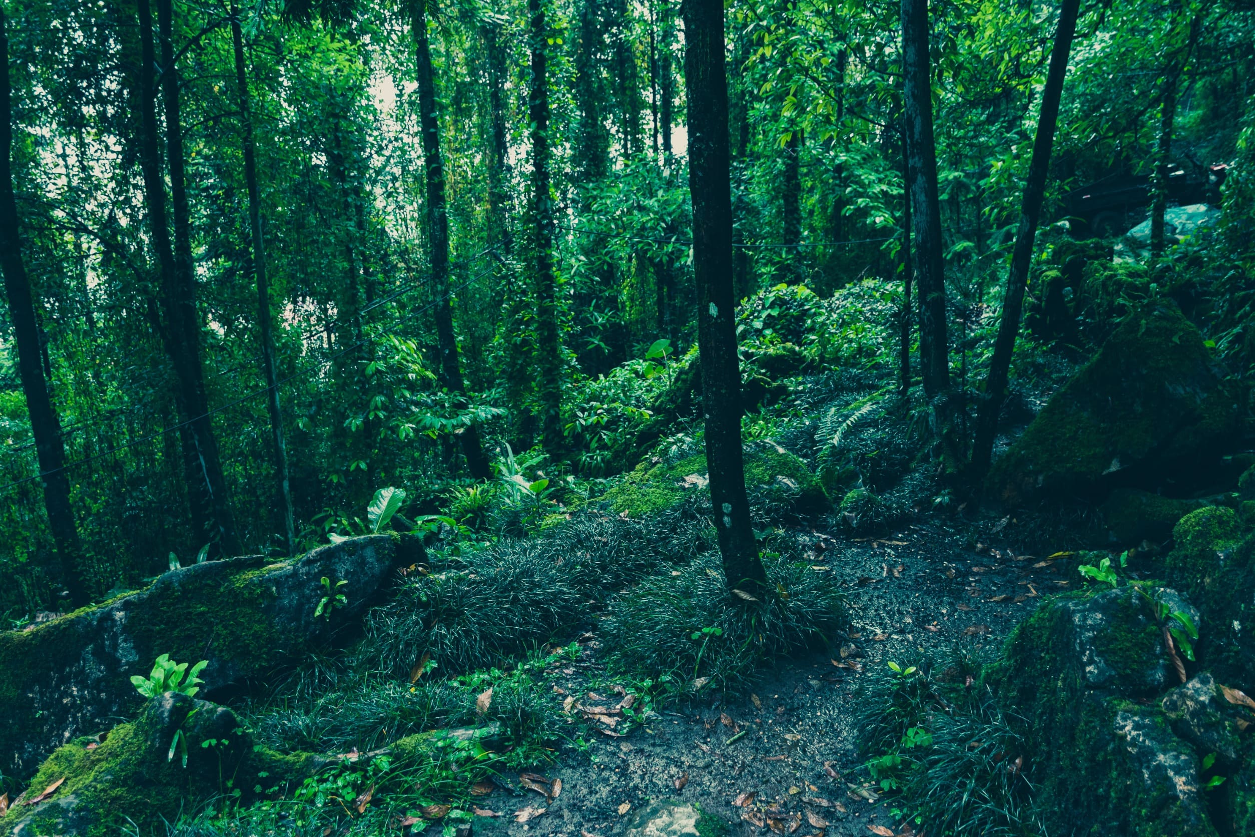 Bosque con vegetación